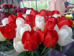 White love & Red Love